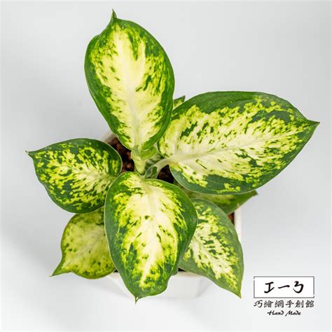 花葉萬年青|花葉萬年青 Dieffenbachia seguine｜家居植